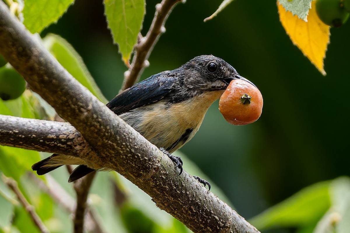 Cambodian Flowerpecker - ML654565141