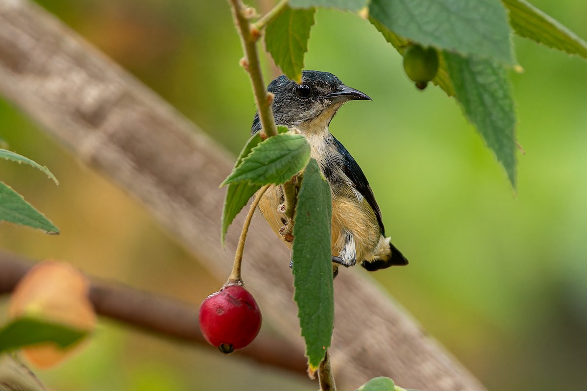Cambodian Flowerpecker - ML654565142
