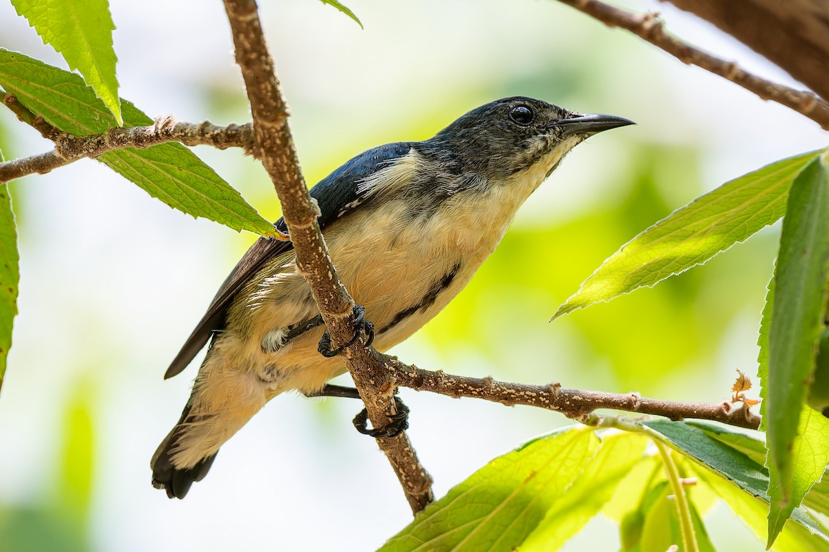 Cambodian Flowerpecker - ML654565143