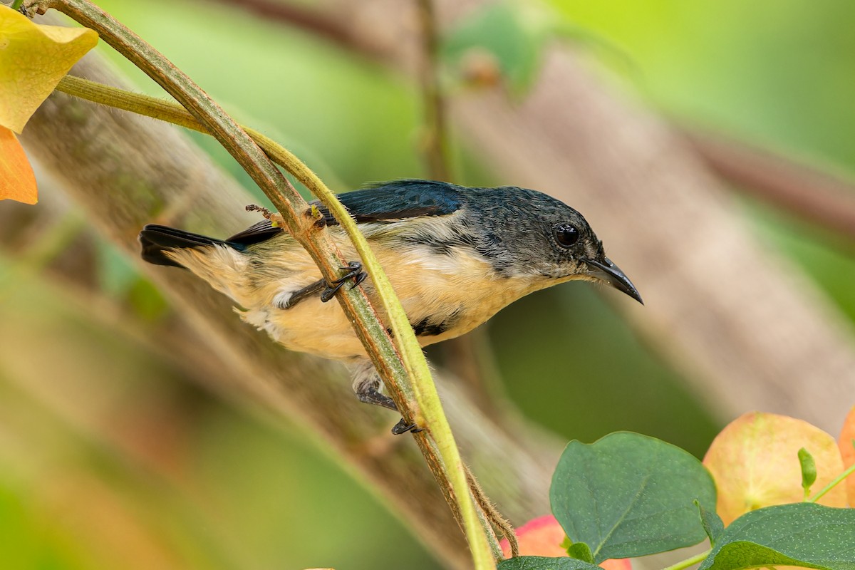 Cambodian Flowerpecker - ML654565144
