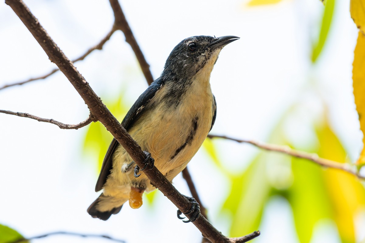 Cambodian Flowerpecker - ML654565145
