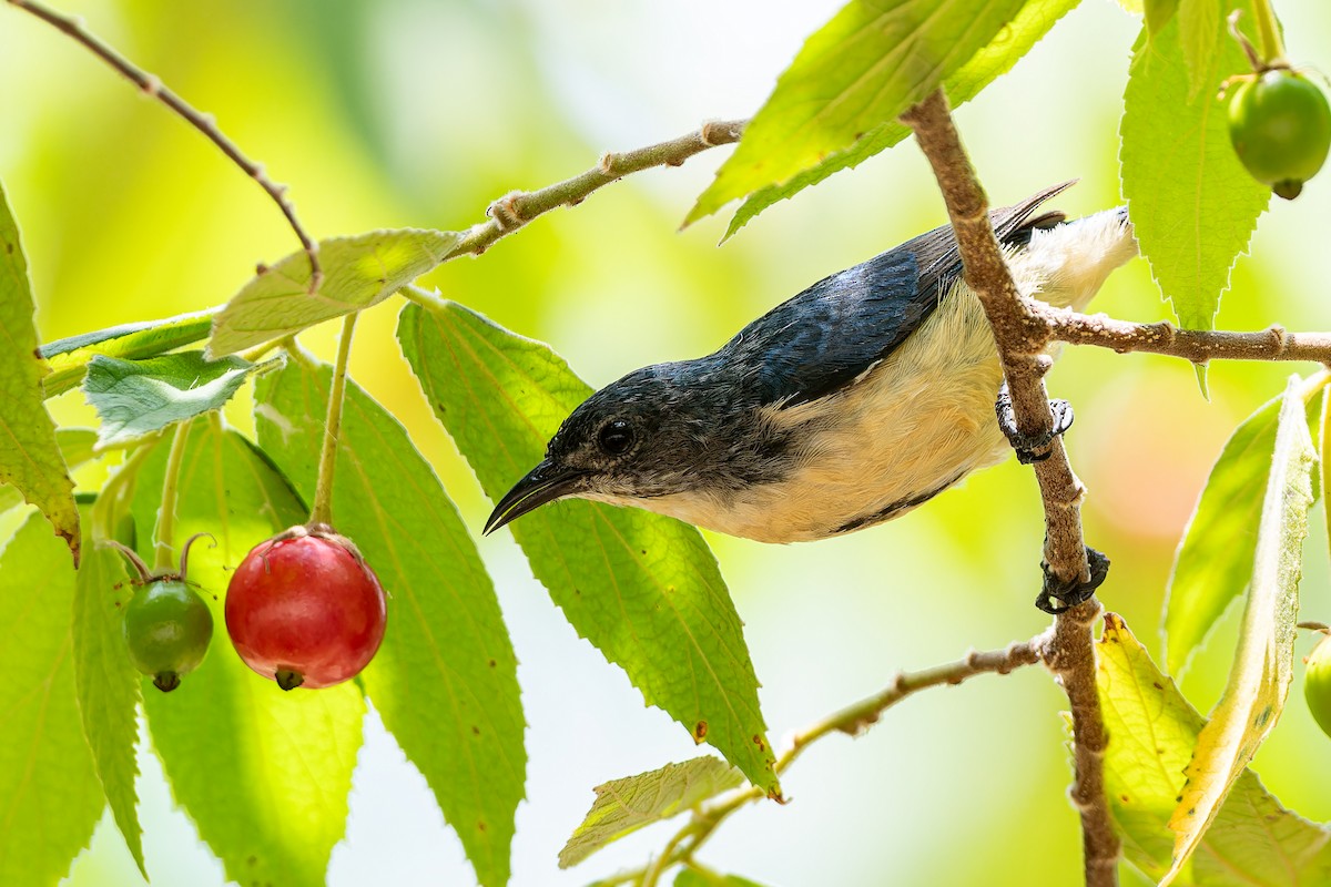 Cambodian Flowerpecker - ML654565146