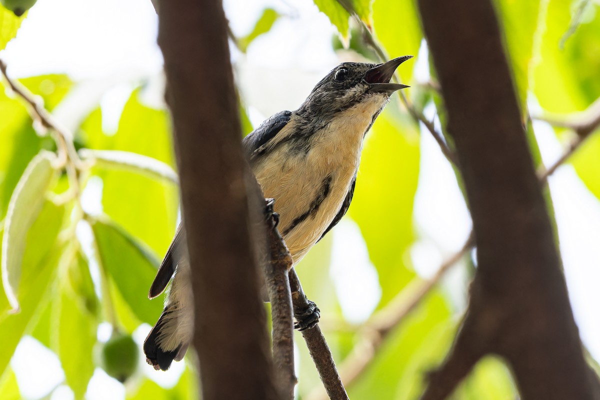 Cambodian Flowerpecker - ML654565147
