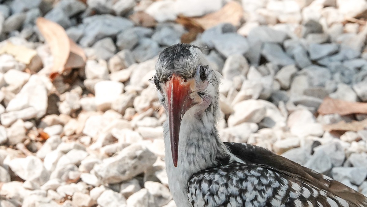 Damara Red-billed Hornbill - ML654565609