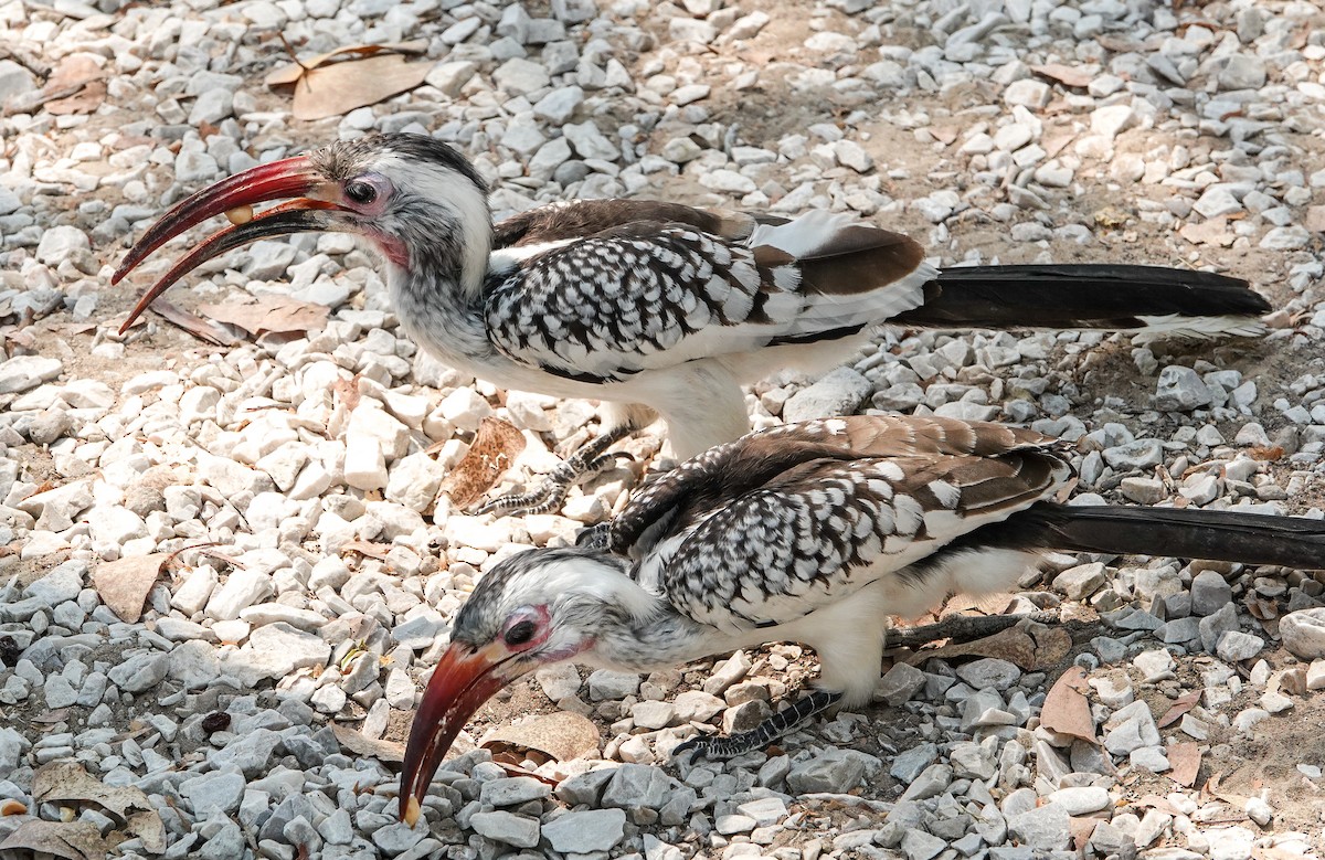 Damara Red-billed Hornbill - ML654565621
