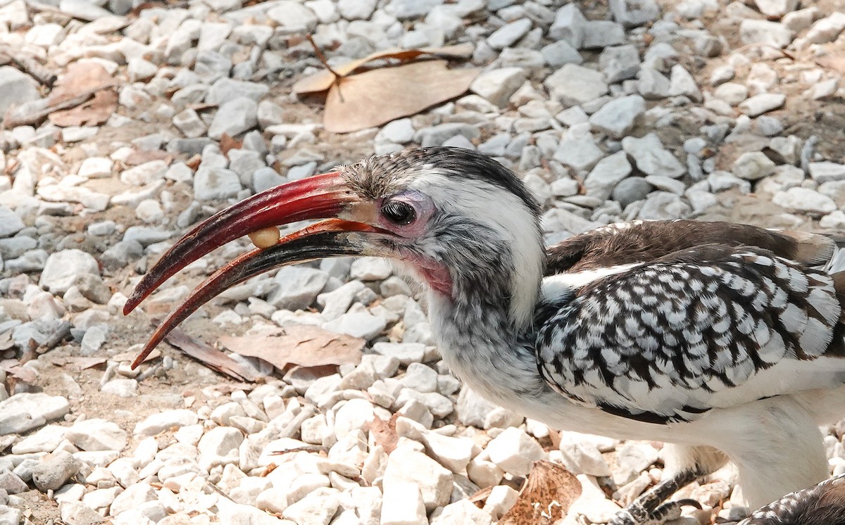 Damara Red-billed Hornbill - ML654565636