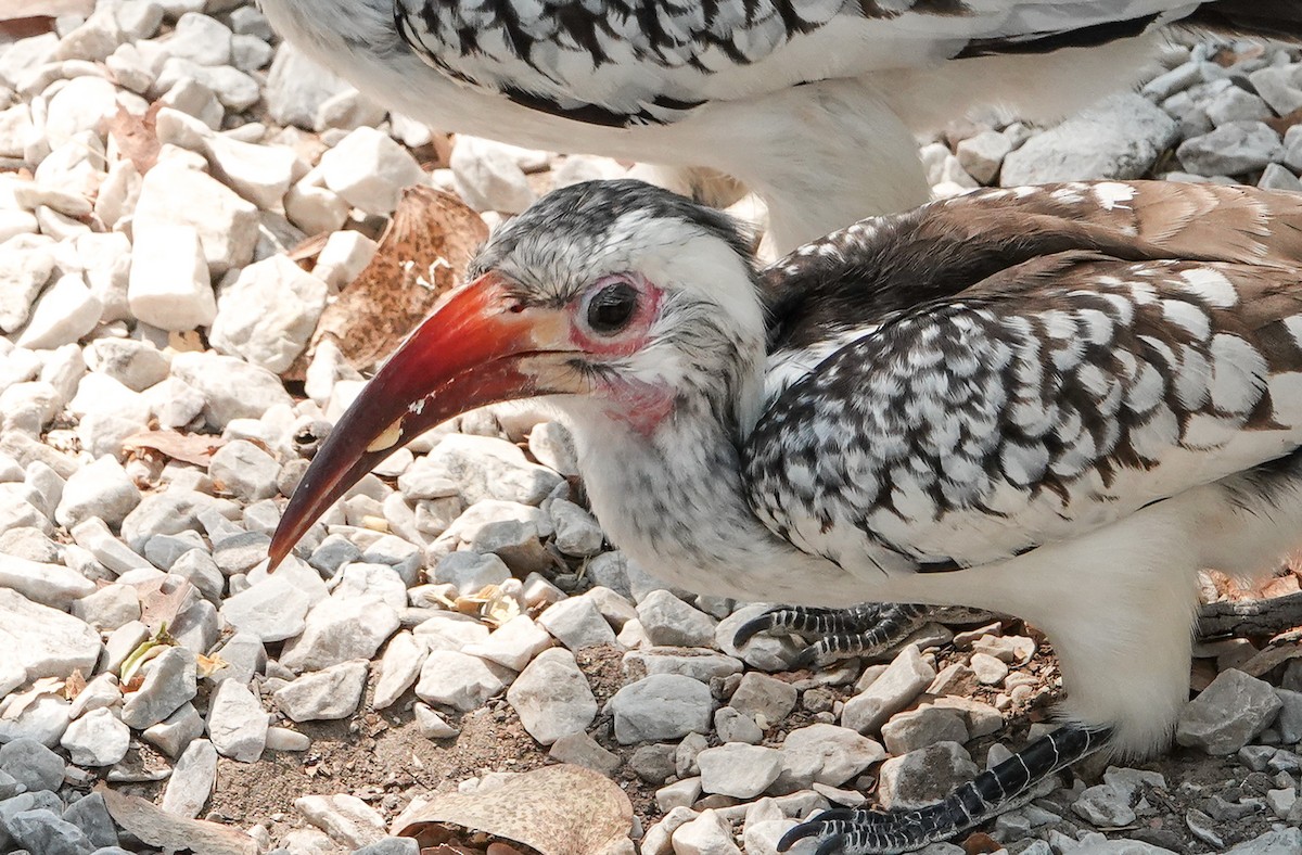 Damara Red-billed Hornbill - ML654565653