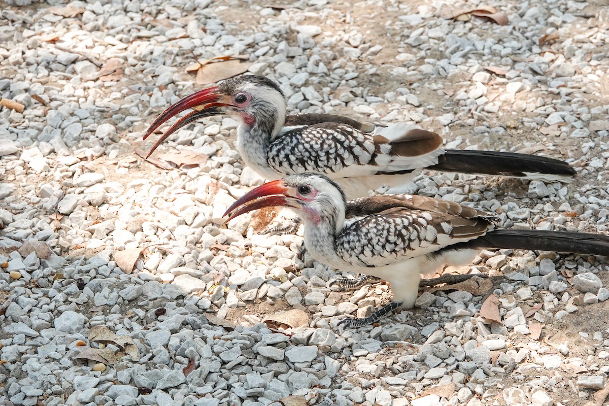 Damara Red-billed Hornbill - ML654565656