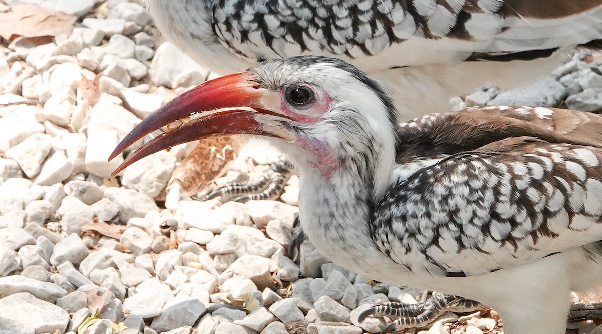 Damara Red-billed Hornbill - ML654565660
