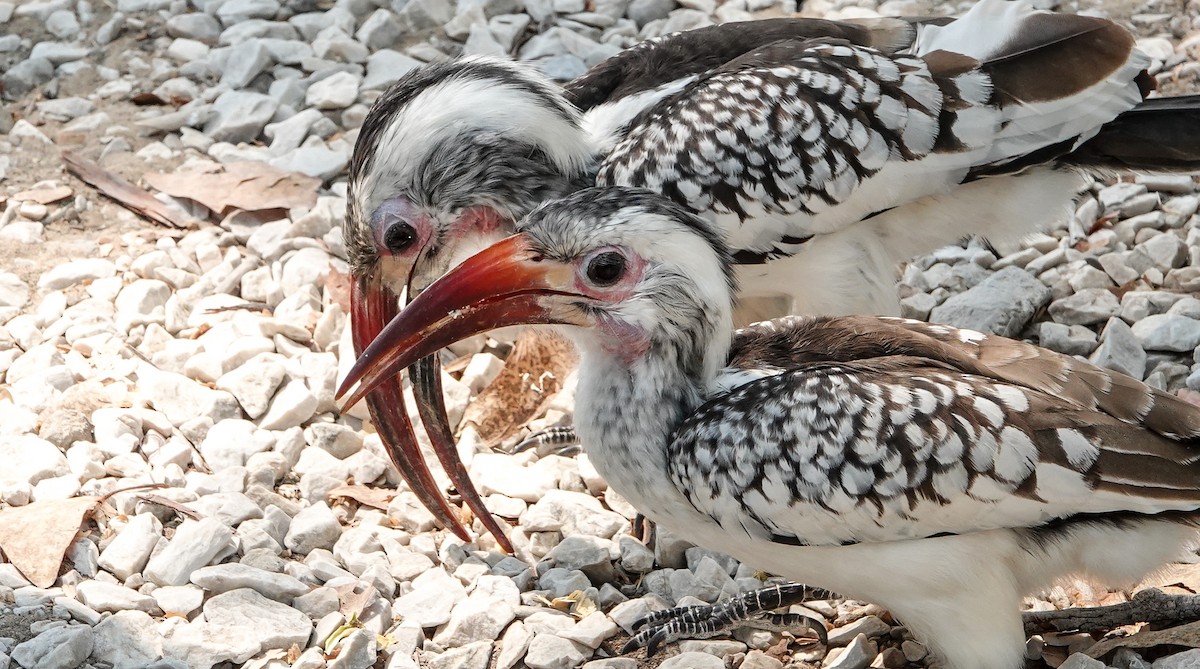 Damara Red-billed Hornbill - ML654565663