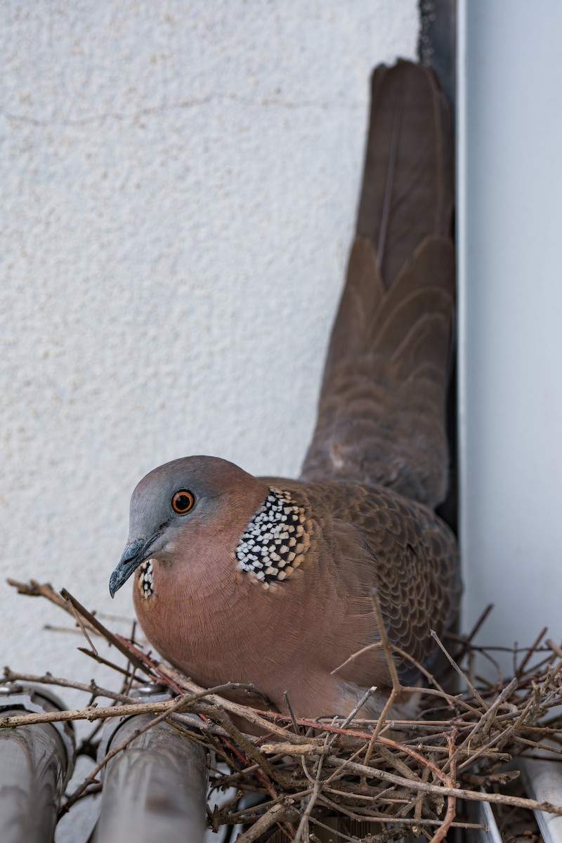 eBird Checklist - 9 Apr 2026 - 田立方·临平未来农场 (Tianlifang Linping Future ...