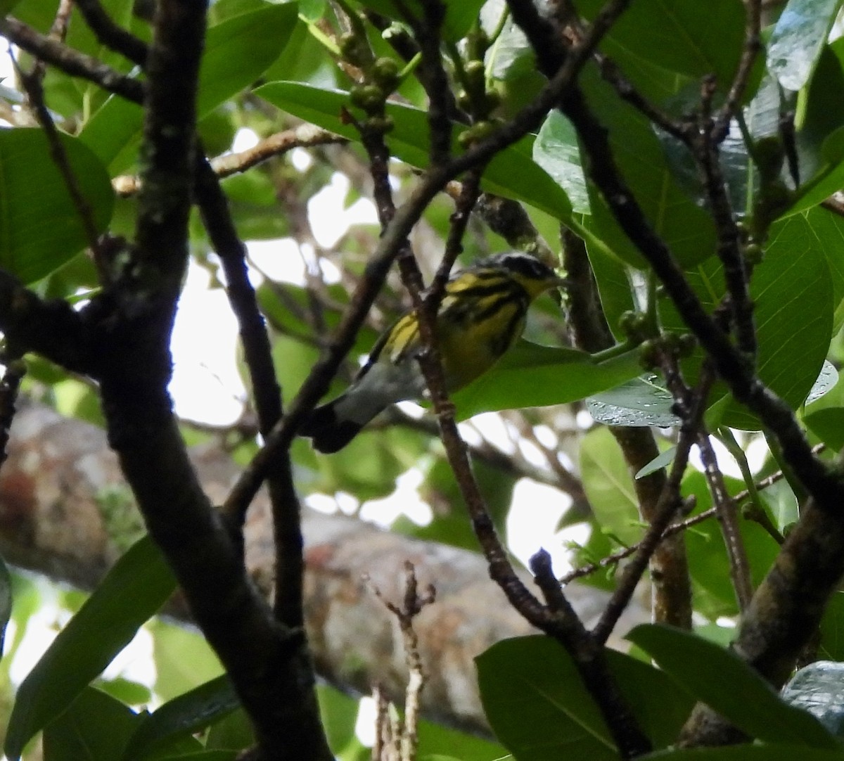 Magnolia Warbler - ML654566908