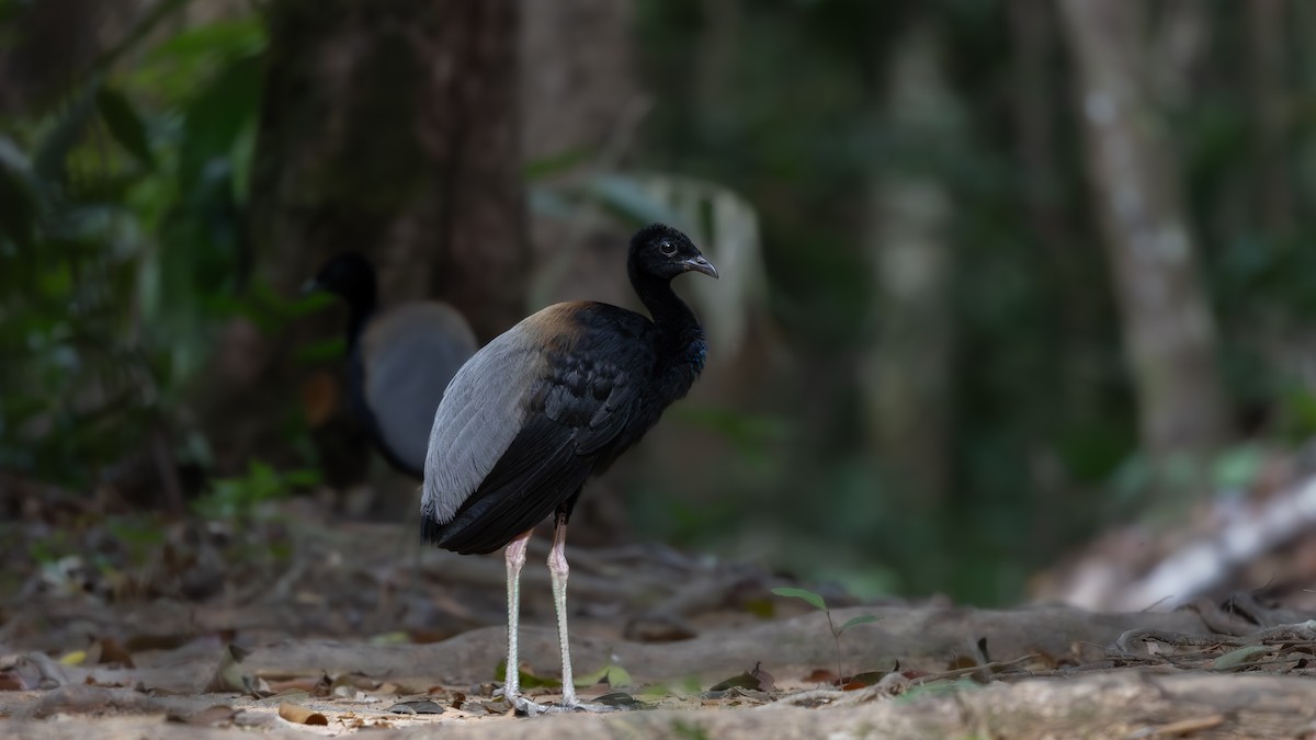 Grauflügel-Trompetervogel - ML654568111