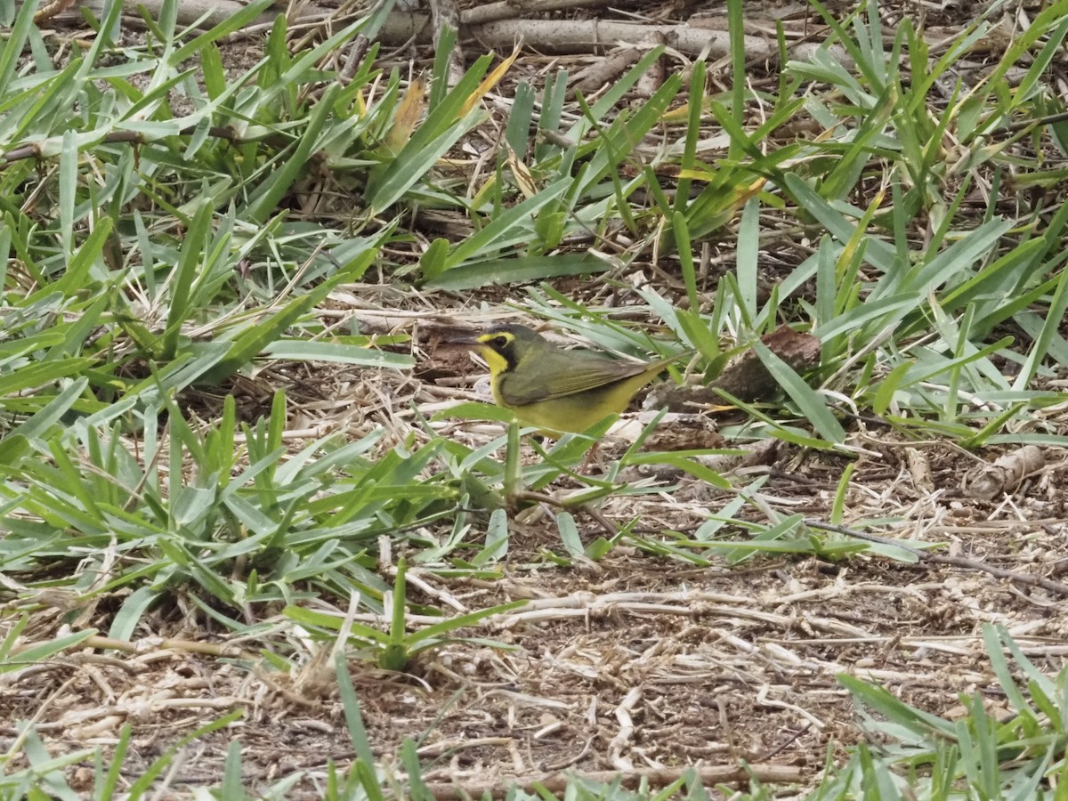 kentuckyparula - ML654570093