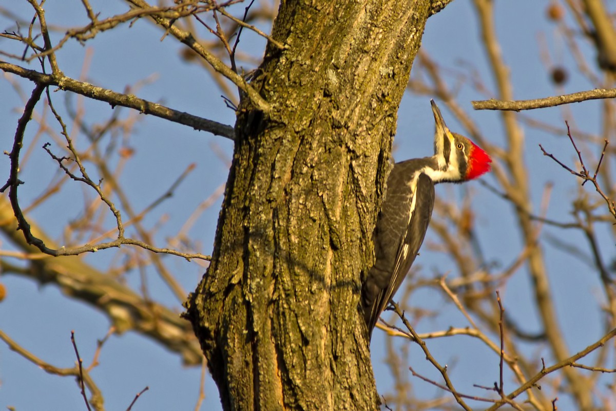 Pileated Woodpecker - Rob Dickerson