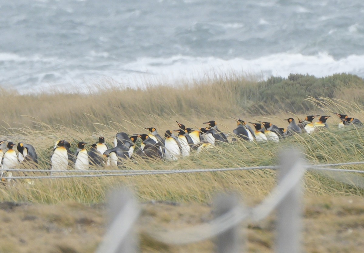 King Penguin - ML654573075