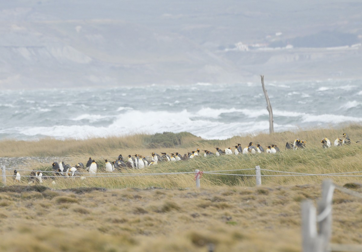 King Penguin - ML654573076