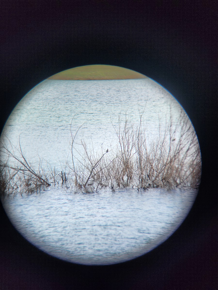 Belted Kingfisher - ML654573853