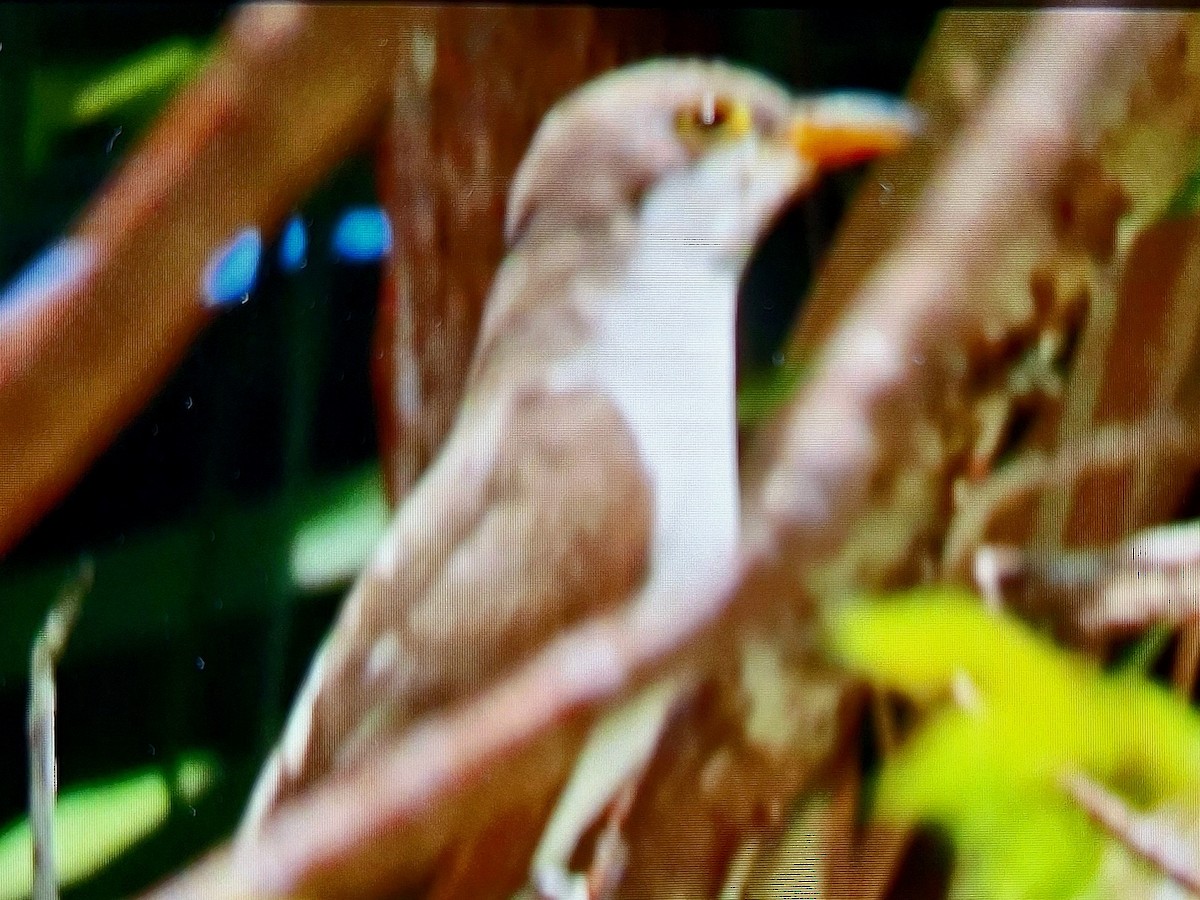 Yellow-billed Cuckoo - ML654574881