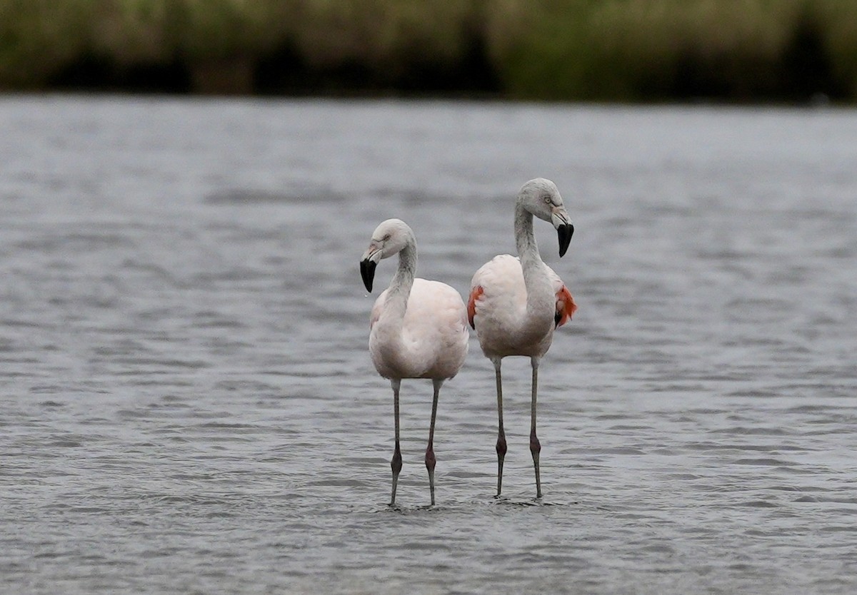 Chilean Flamingo - ML654575202