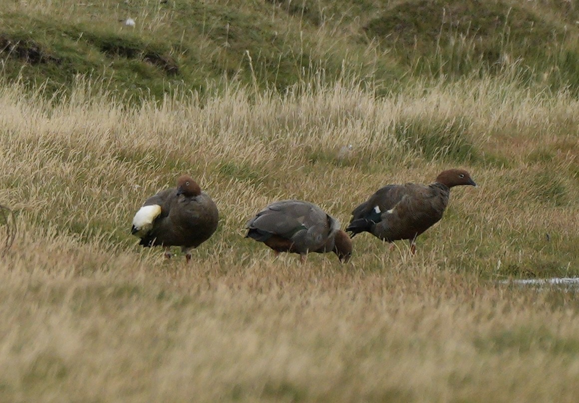 Ruddy-headed Goose - ML654575216