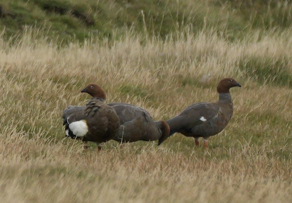 Ruddy-headed Goose - ML654575217
