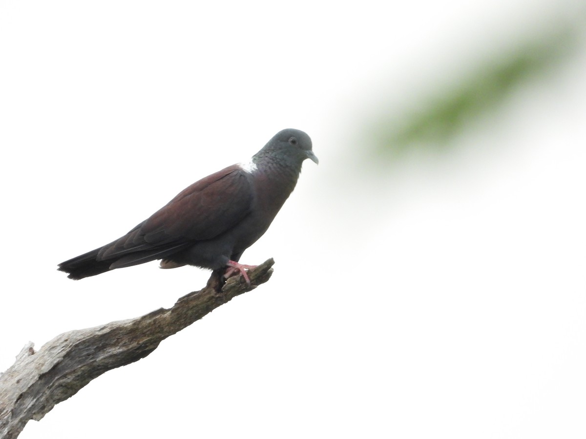 Eastern Bronze-naped Pigeon - ML654575522