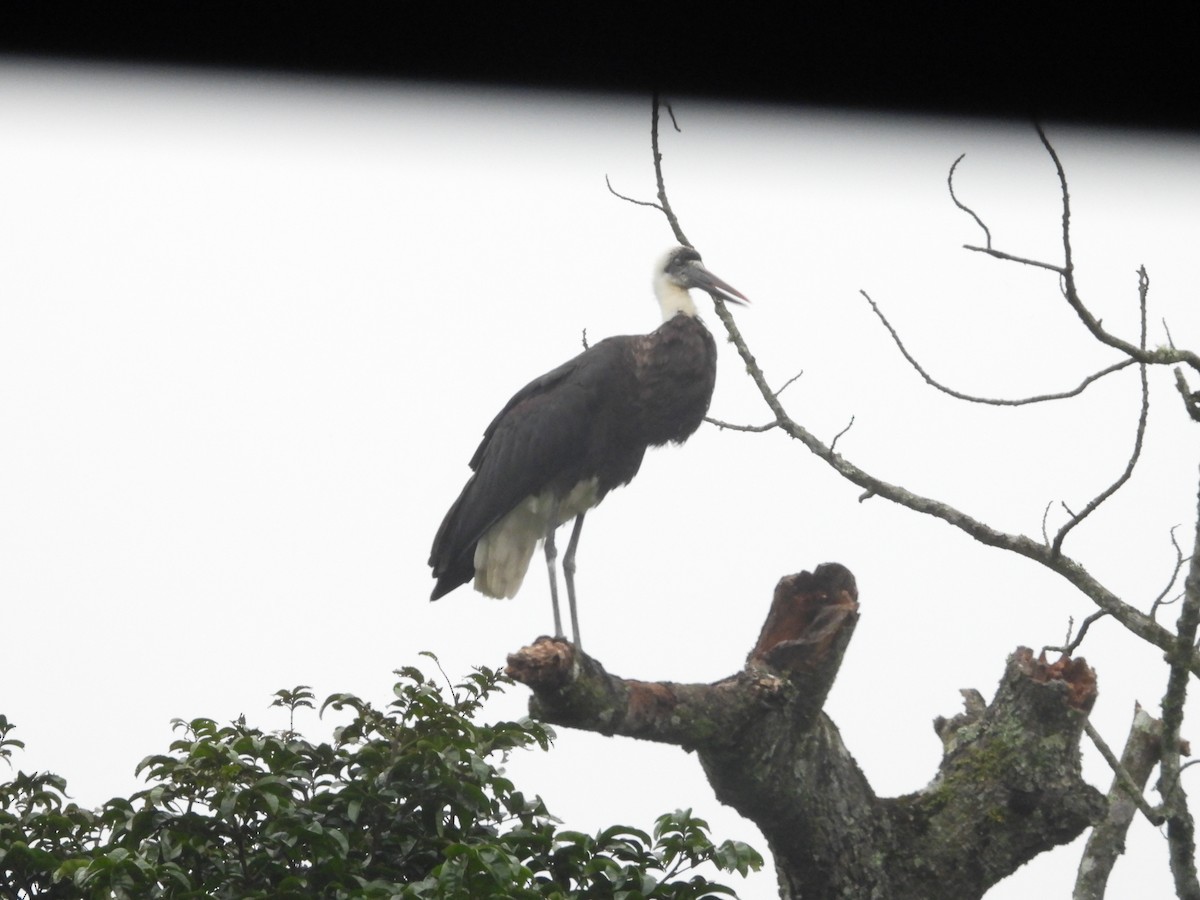 African Woolly-necked Stork - ML654575532