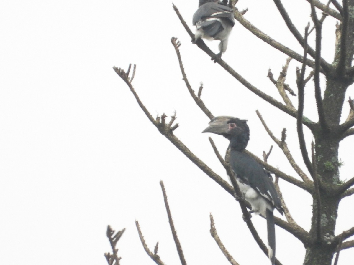 Trumpeter Hornbill - ML654575538