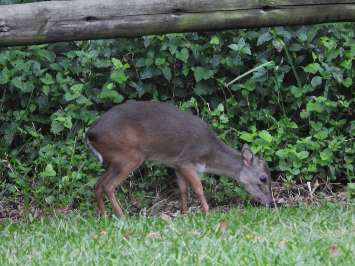 Animals - ML654575583
