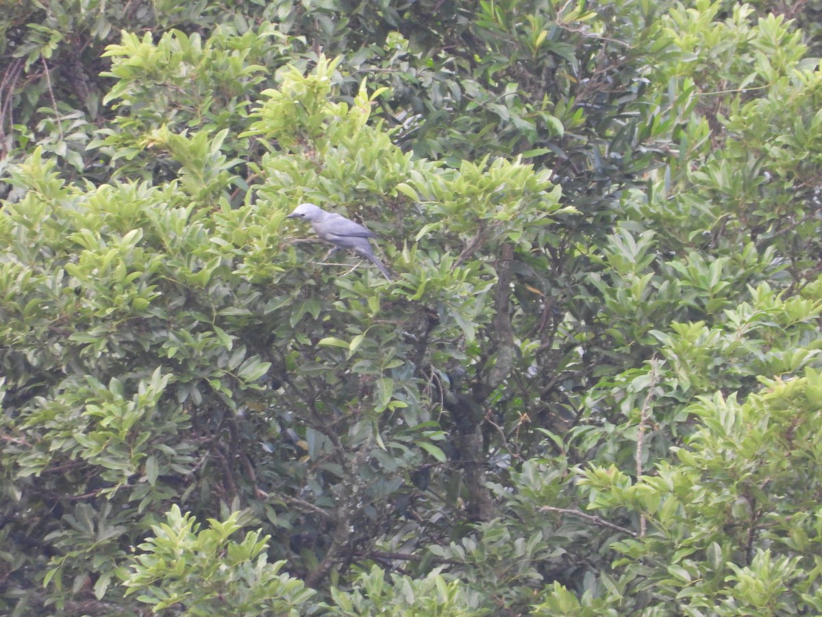 Gray Cuckooshrike - ML654575588