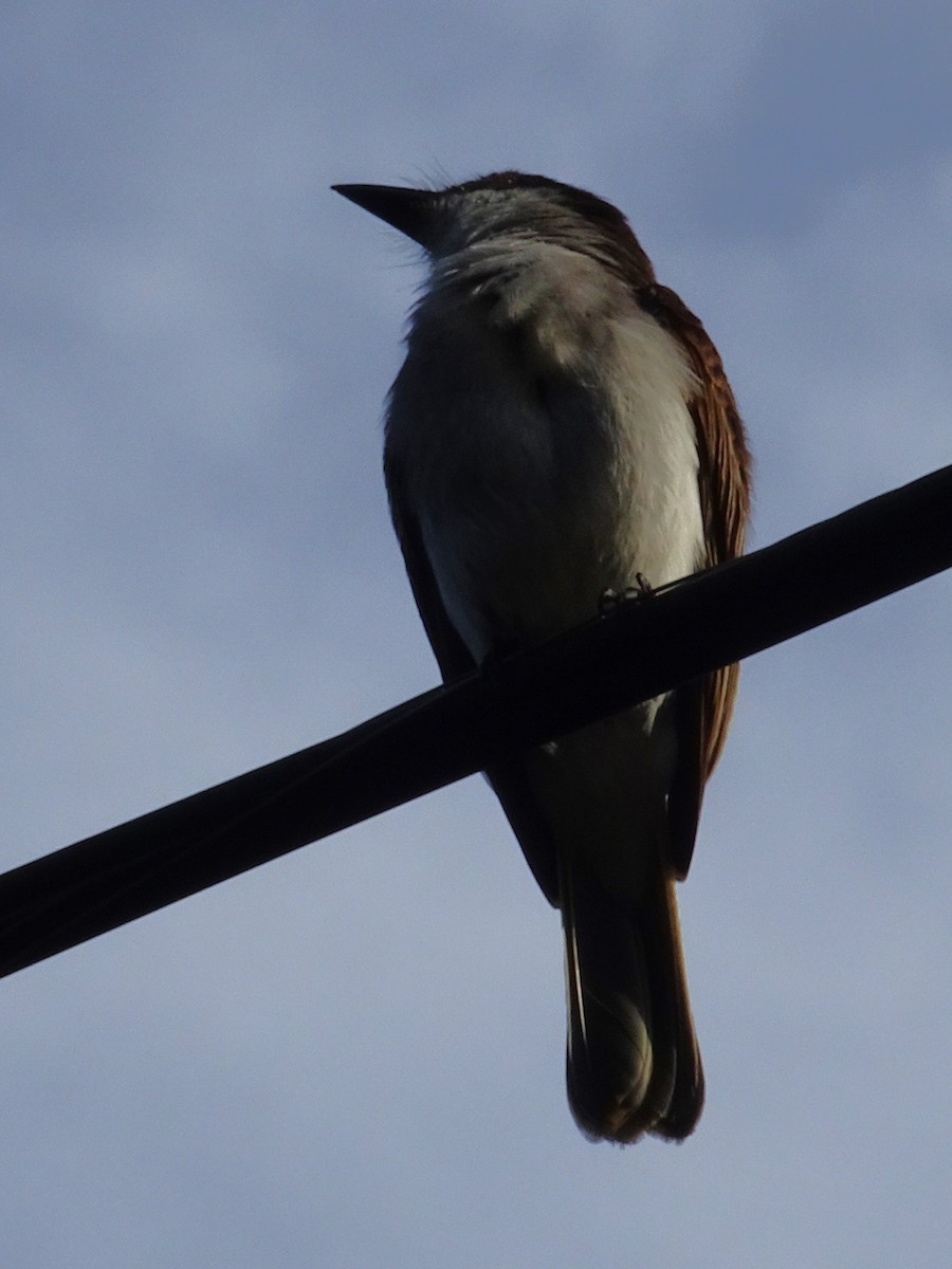 Loggerhead Kingbird (Puerto Rico) - ML654576399