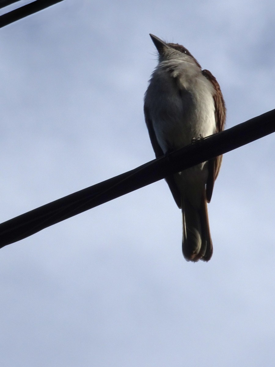 Loggerhead Kingbird (Puerto Rico) - ML654576400