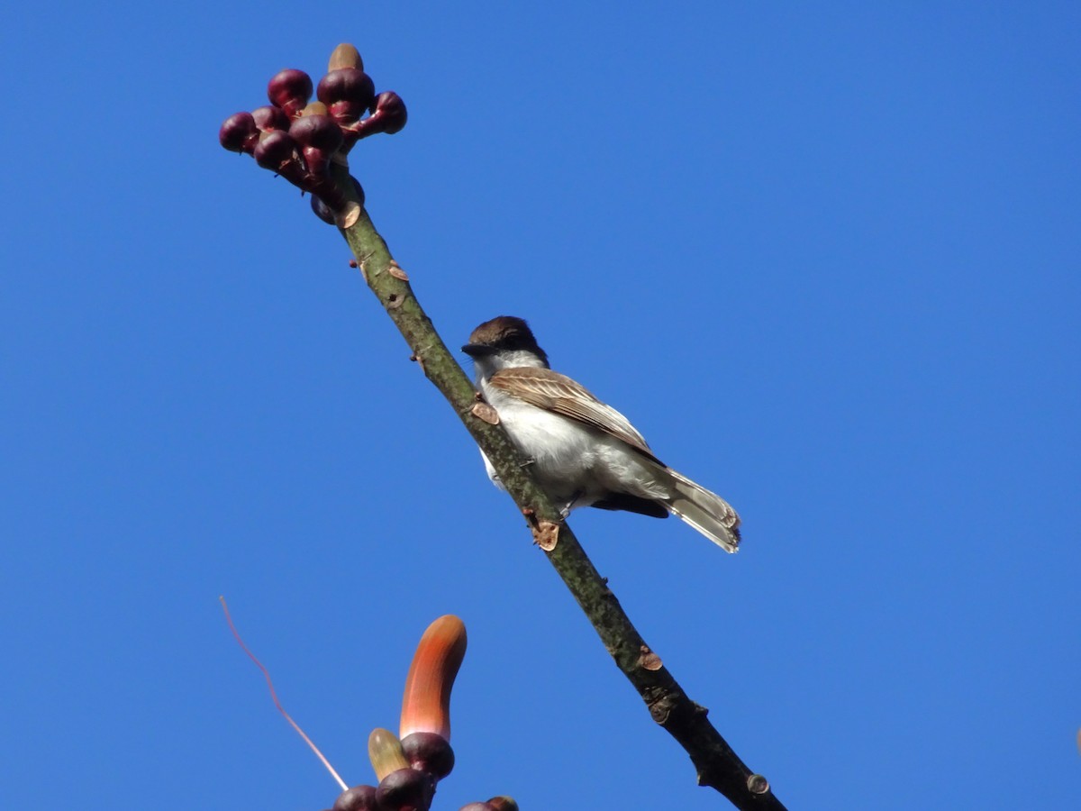 Loggerhead Kingbird (Puerto Rico) - ML654576404