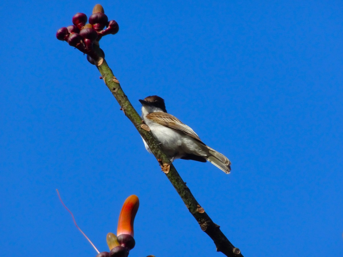 Loggerhead Kingbird (Puerto Rico) - ML654576405