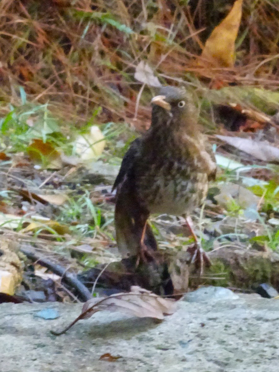 Pearly-eyed Thrasher - ML654576462