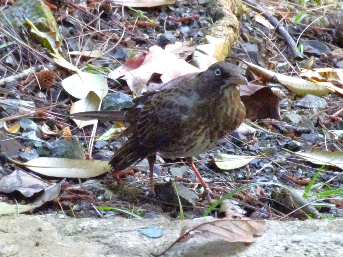 Pearly-eyed Thrasher - ML654576463