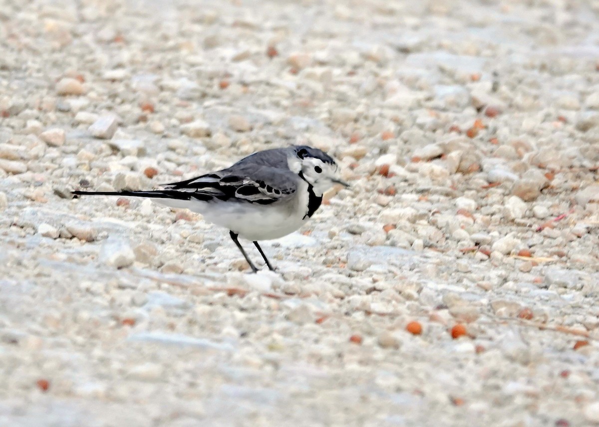 White Wagtail - ML654576546
