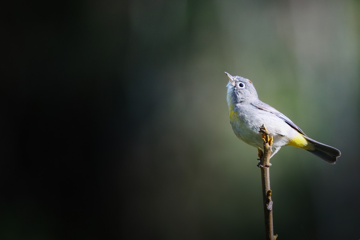 pinjeparula - ML654576621