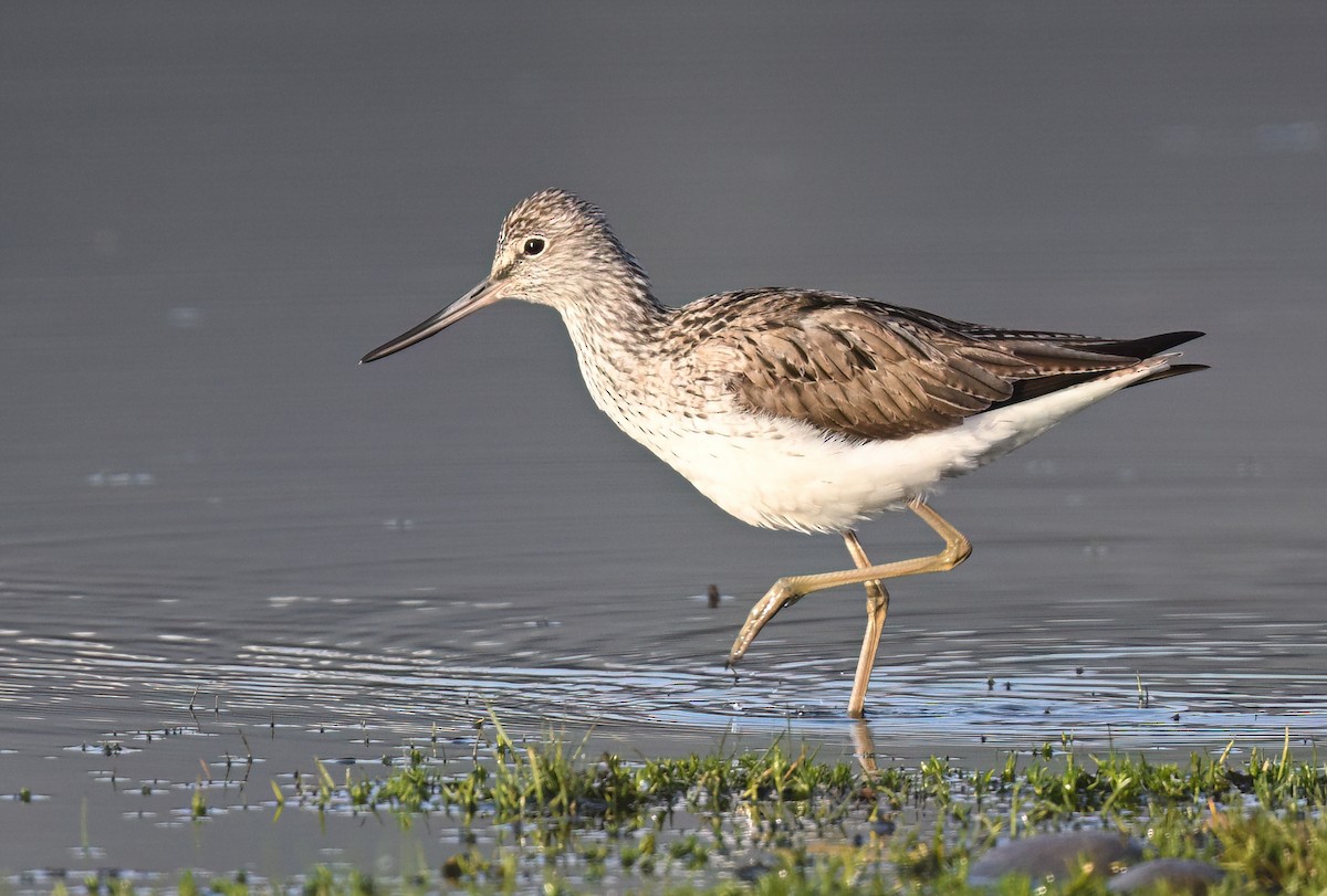 Common Greenshank - ML654577664