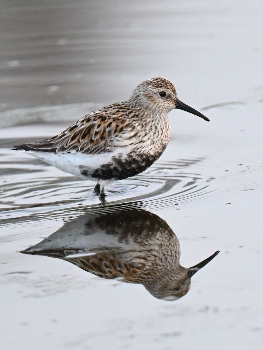 Dunlin - ML654577683