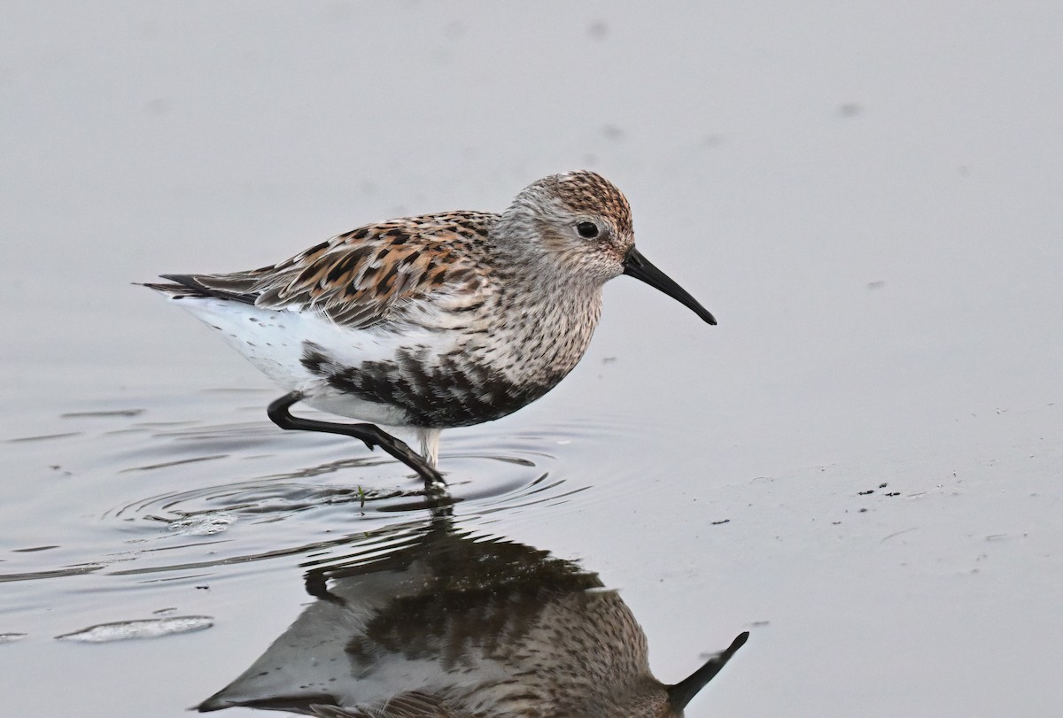 Dunlin - ML654577695