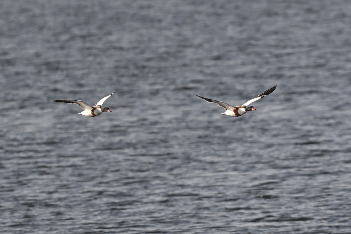 Common Shelduck - ML654577863