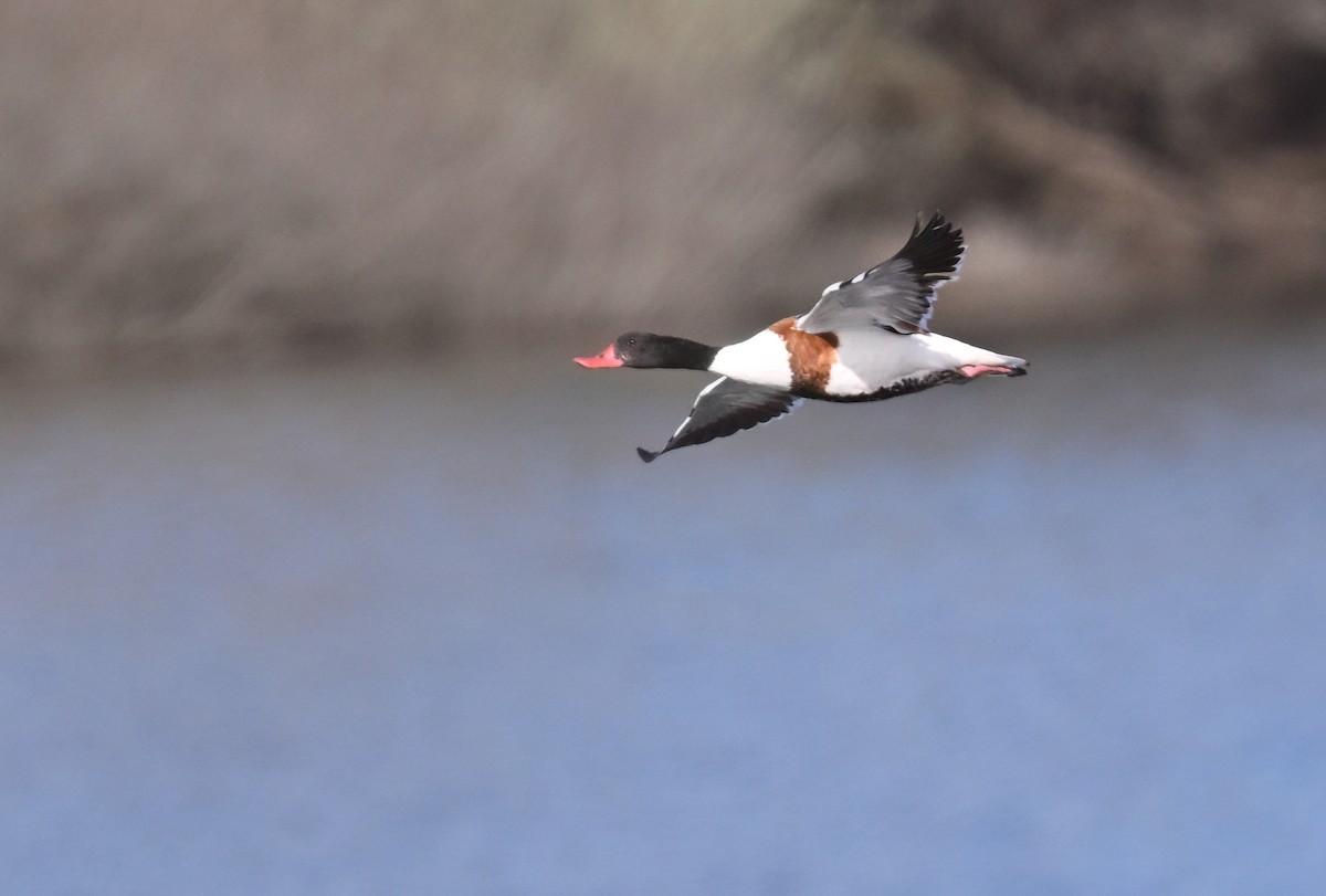 Common Shelduck - ML654577864