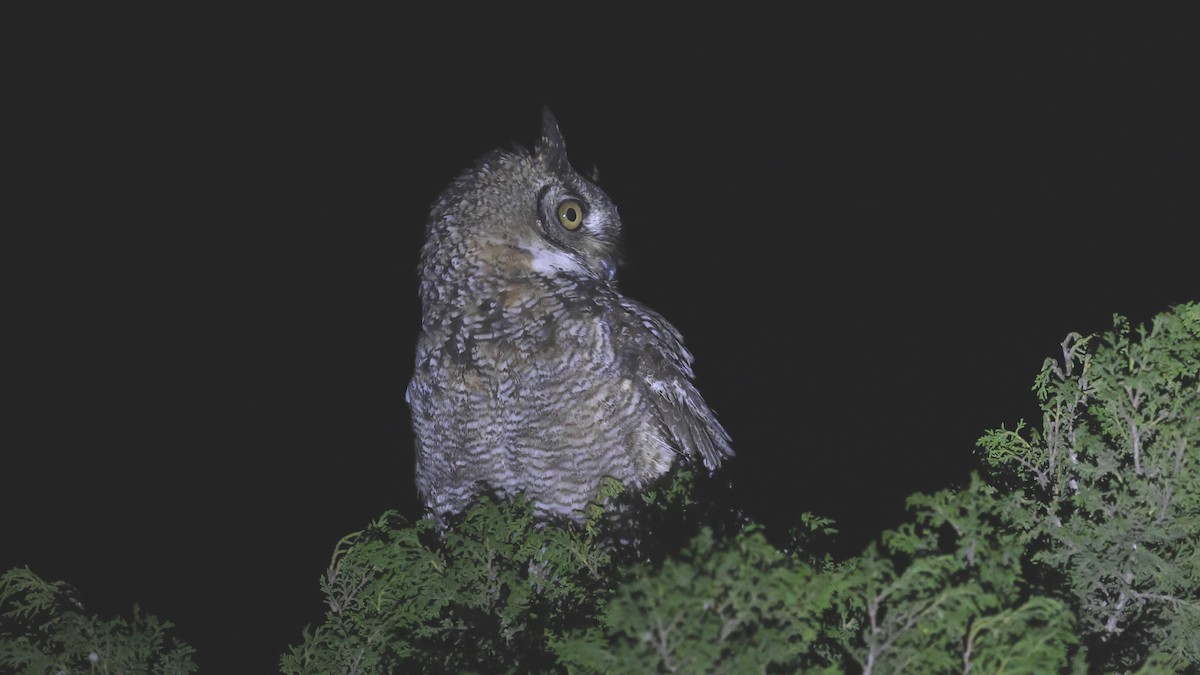 Arabian Eagle-Owl - ML654578723