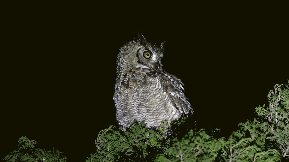 Arabian Eagle-Owl - ML654578724