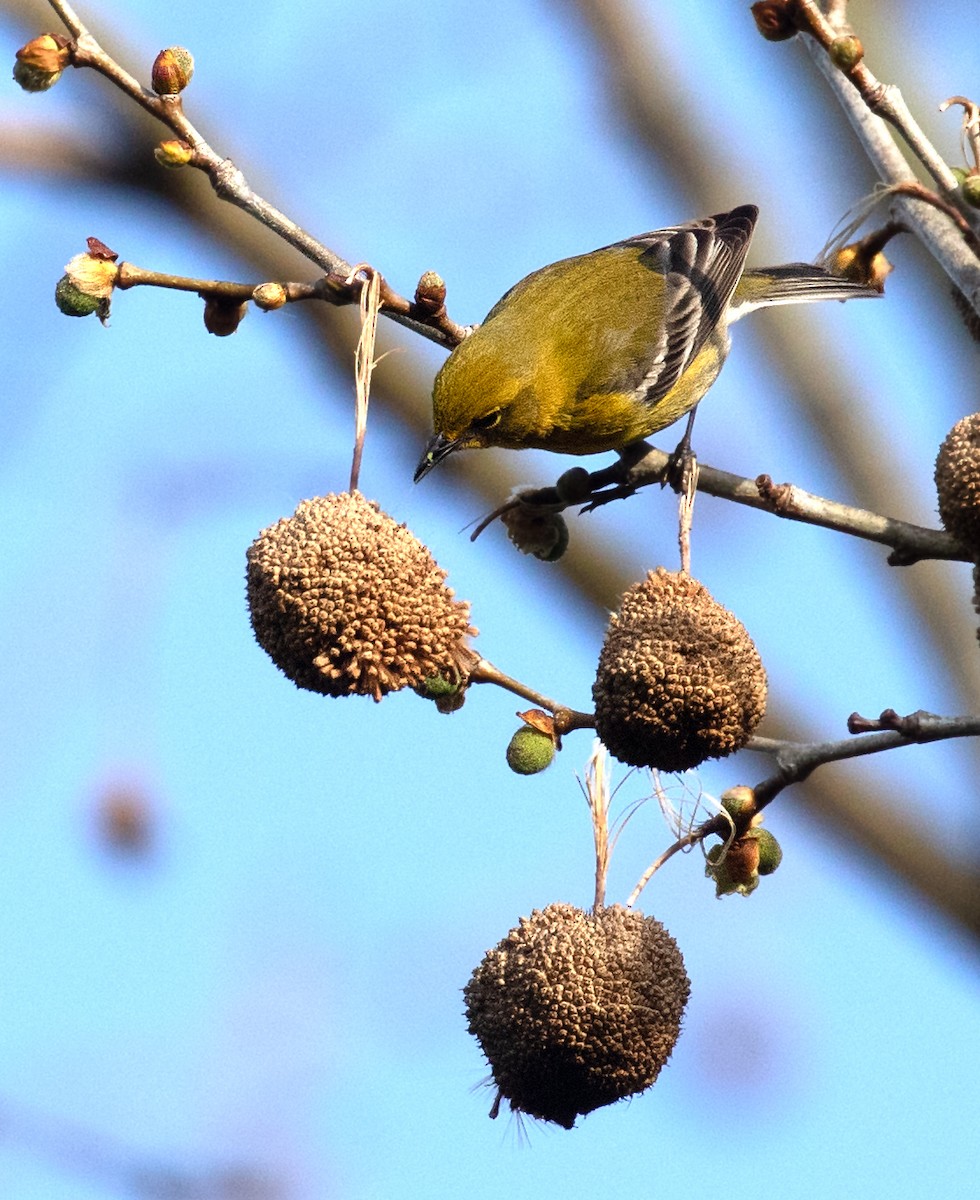 Pine Warbler - ML654580574