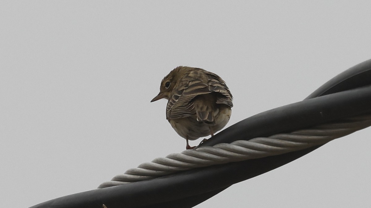 Tree Pipit - ML654581157