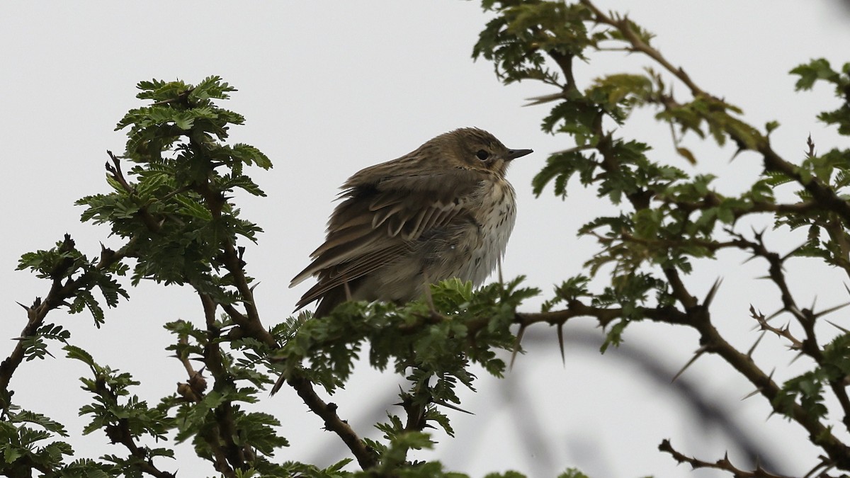 Tree Pipit - ML654581158