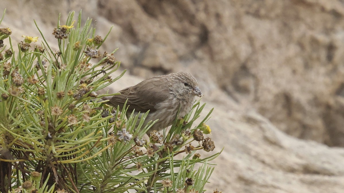 Yemen Serin - ML654581388